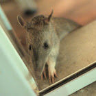 Long Nosed Bandicoot