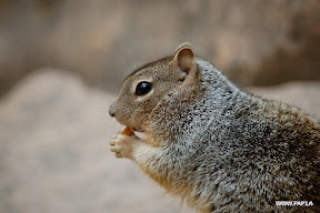 Small squirrel