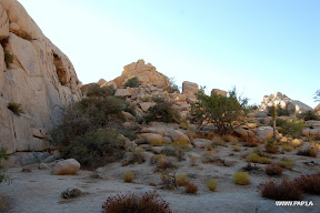 Joshua Tree NP, CA, USA