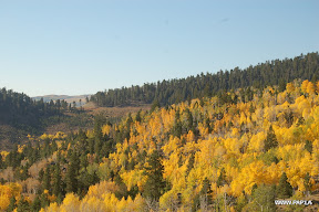 Trees in the Fall