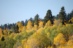 Trees in the Fall