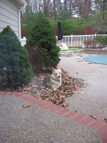[November and Thanksgiving 001[3].jpg]