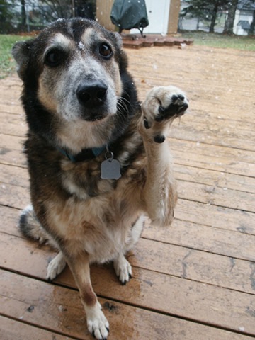 [sadDog[3].jpg]