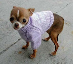 Dog Clothes 4