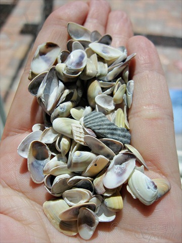 [shell striping 1[4].jpg]
