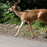 Another deer crossing the road
