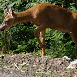 ...and another one leaping