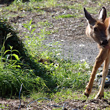 Deer with wounded leg