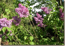 Lilacs Lilacs