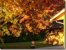 Backyard Autumn Leaves