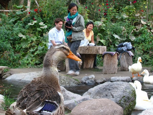 Ducks enjoying the cafe
