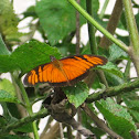Juno Longwing