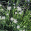 stellaria holostea