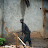 Youth cutting lumber with machete Youth cutting lumber with machete