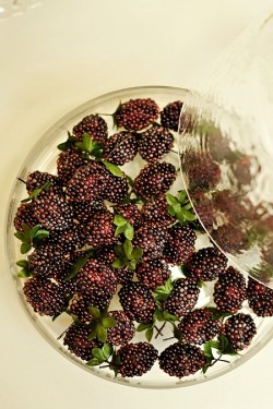 [Blackberries-250x375[1].jpg]