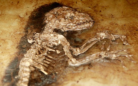 [alg_fossil_1[4].jpg]