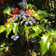 Oregon Grape