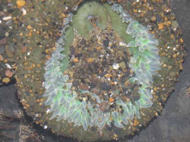 [Homeschool, Lincoln City, Depot Bay, Spout, Unschool-19[4].jpg]