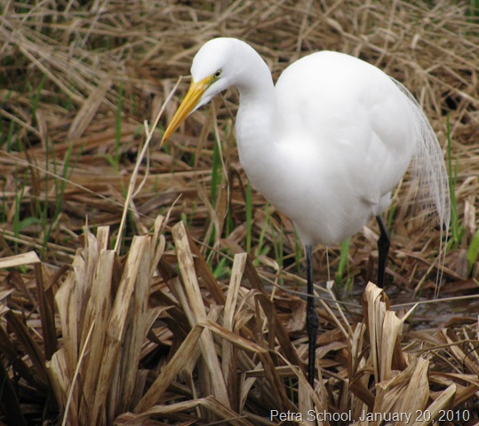 [Homeschool White Egret  Lincoln City 5.jpg]