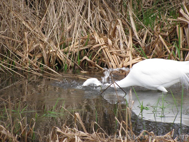 [Homeschool White Egret  Lincoln City.jpg]