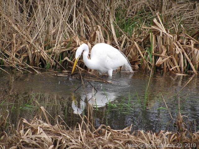 [Homeschool White Egret  Lincoln City 4.jpg]