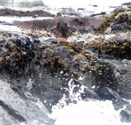 [Oyster Catcher Flying[3].jpg]