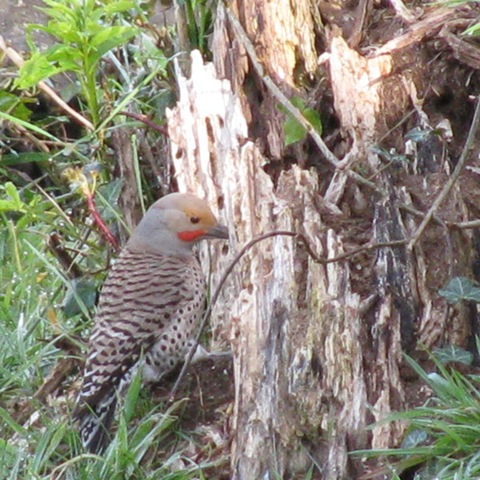 [woodpecker3[3].jpg]