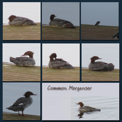 [Spring-Bird-Mersanger[4].jpg]