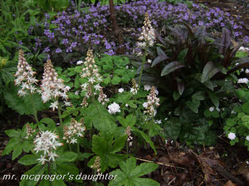 Will the Real Tiarella 'Iron Butterfly' Please Stand Up
