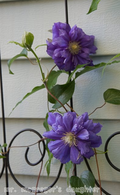 Success with Clematis: Planting