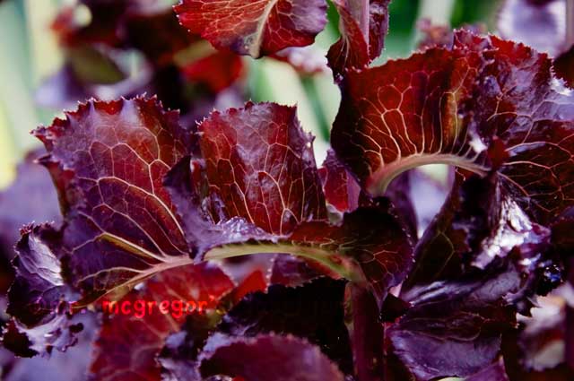 Beautiful Edibles Part III: Merlot Lettuce