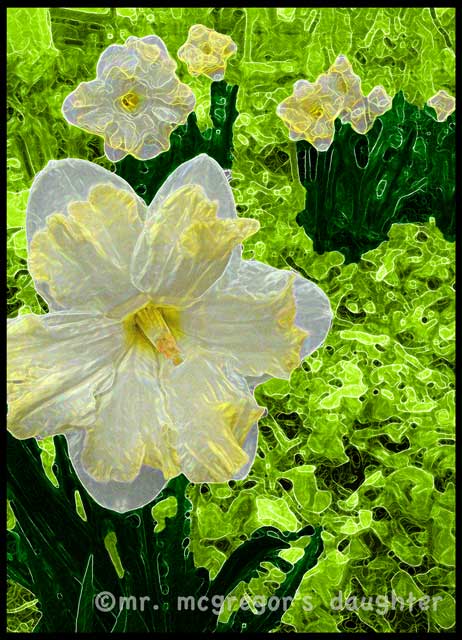Last Night I Dreamed of Daffodils