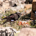 Black Rosy-Finch
