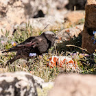 Black Rosy-Finch