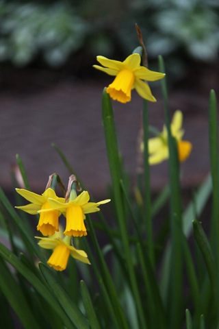Pretty Daffodils