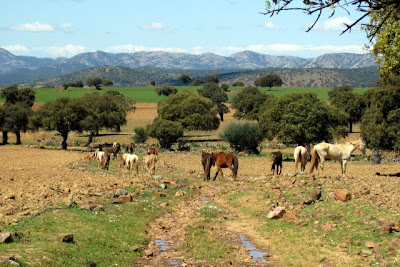 sierras de Santa eufemia