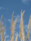  grass
