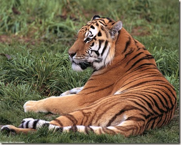 Tigre6