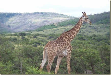 giraffes (9)