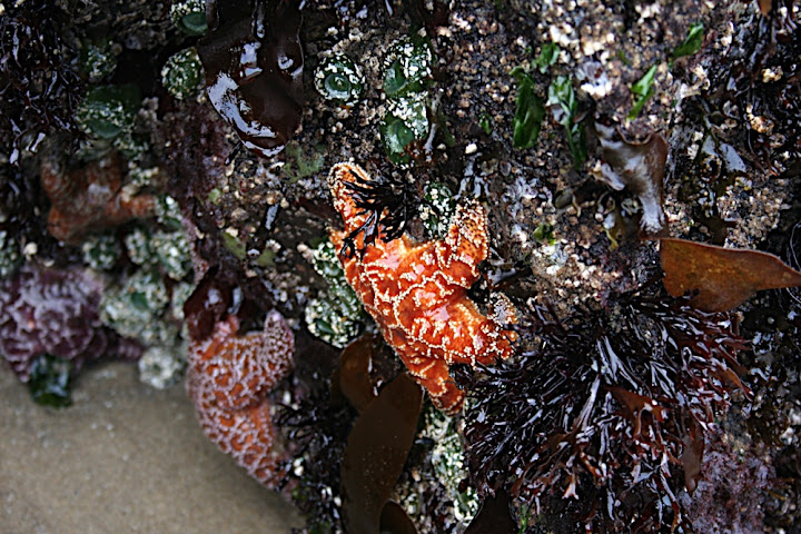 Sea life of the Oregon Coast
