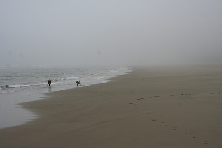 Puppies running wild on the beach