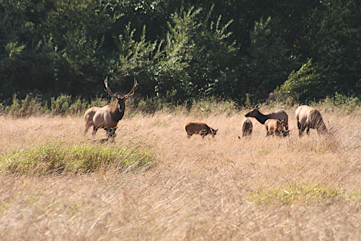 Elk in Elk Meadow - what a surprise!