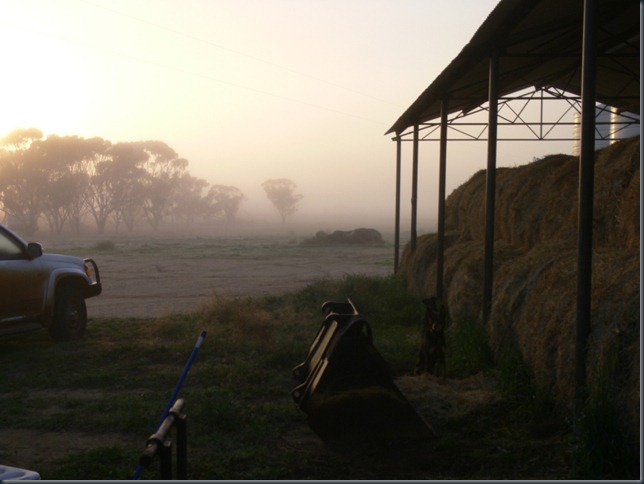 hayshed morning