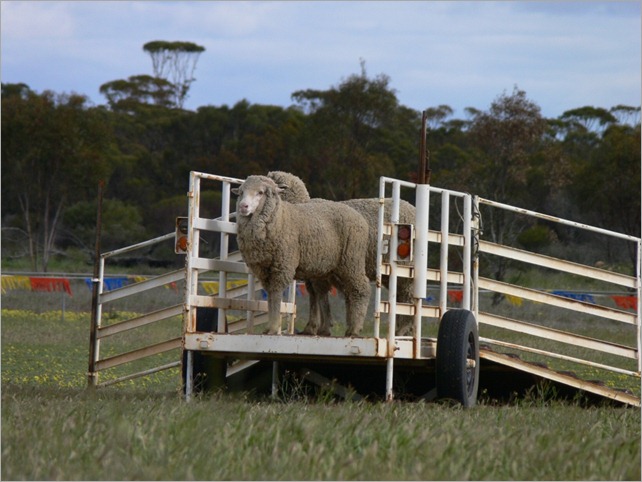 sheep bridge