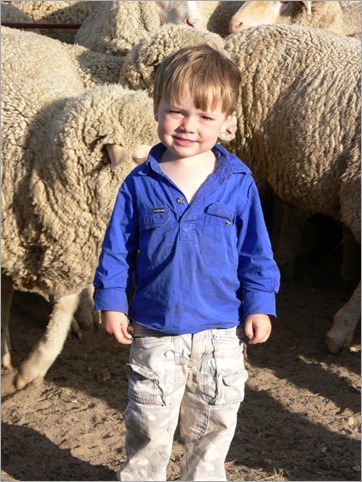 fb sheep fb sheep