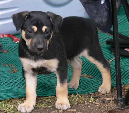 kelpie pup