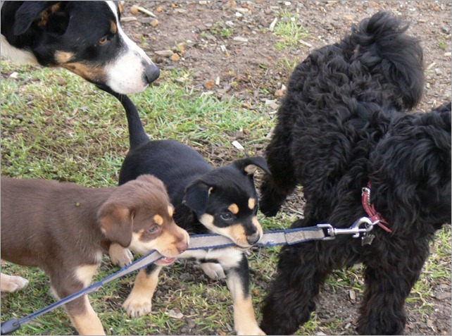 pkelpie pups