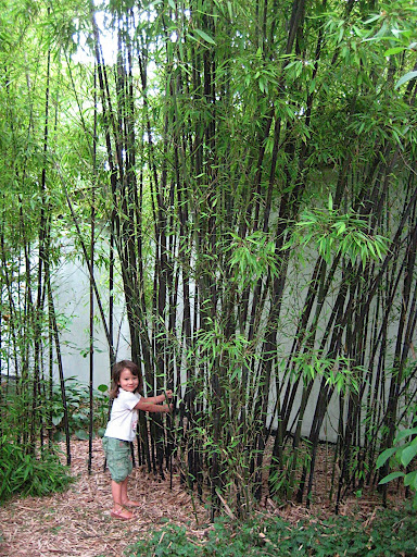 My daughter Vitoria in a beautiful stand of Black Bamboo