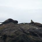 Sea lions near Kicker Rock