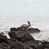 Santa Cruz- Brown Pelican